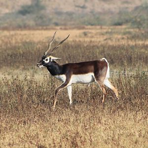 Blackbuck (Antilope cervicapra)