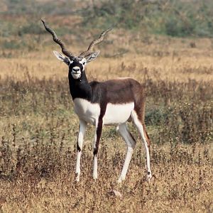 Blackbuck (Antilope cervicapra)