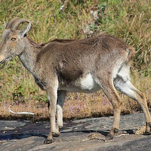 Nilgiri Tahr (Nilgiritragus hylocrius)