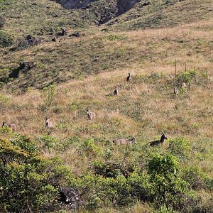 Nilgiri Tahr (Nilgiritragus hylocrius)