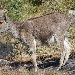 Nilgiri Tahr (Nilgiritragus hylocrius)