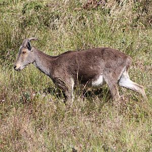 Nilgiri Tahr (Nilgiritragus hylocrius)