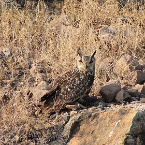 Indian Eagle Owl (Bubo bengalensis)