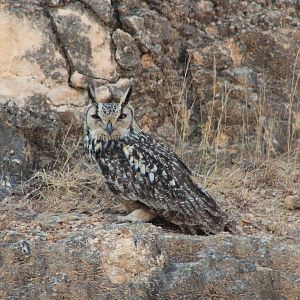 Indian Eagle Owl (Bubo bengalensis)