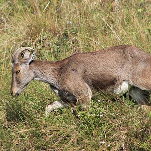 Nilgiri Tahr (Nilgiritragus hylocrius)