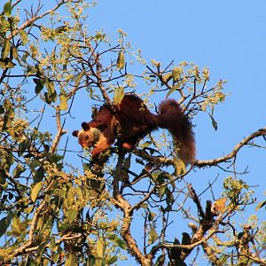 Malabar Giant Squirrel (Ratufa indica)