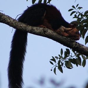 Malabar Giant Squirrel (Ratufa indica)