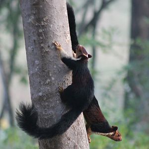 Malabar Giant Squirrel (Ratufa indica)