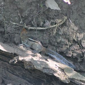 Jungle Striped Squirrel (Funambulus tristriatus)