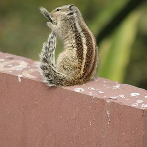 Five-striped Palm Squirrel (Funambulus pennantii)