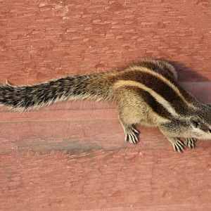 Five-striped Palm Squirrel (Funambulus pennantii)