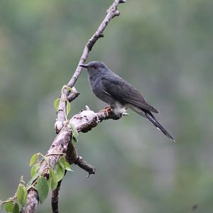 Grey-bellied Cuckoo (Cacomantis passerinus)