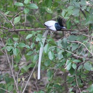 Asian Paradise Flycatcher (Terpsiphone paradisi)