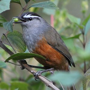 Kerala Laughing Thrush (Garrulax fairbanki)