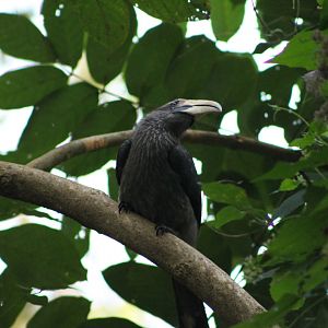 Malabar Grey Hornbill (Ocyceros griseus)