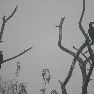 size comparison - Asian Little Cormorant (P. niger) and Great Cormorant (P. carbo)