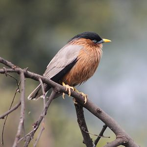Brahminy Starling (Sturnus pagodarum)