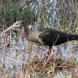 Glossy Ibis (Plegadis falcinellus)