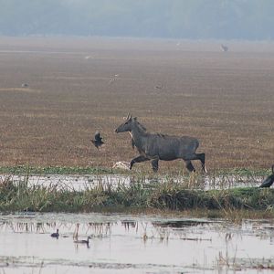 Nilgai (Boselaphus tragocamelus)