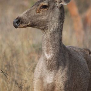 Sambar (Cervus unicolor)