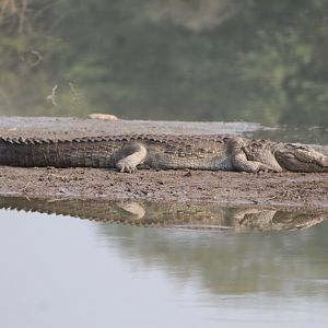 Mugger (Crocodylus palustris)