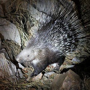 Indian Crested Porcupine (Hystrix indica)