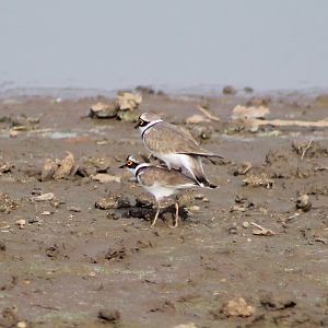 Little Ringed Plovers (Charadrius dubius)