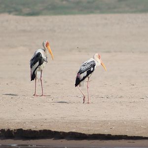 Painted Storks (Mycteria leucocephala)