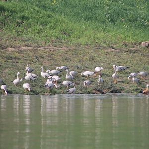 Bar-headed Geese (Anser indicus)