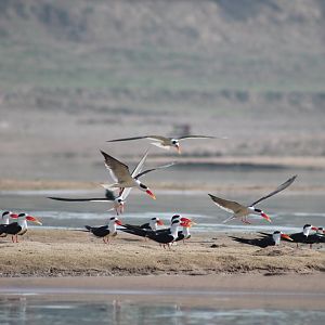 Indian Skimmers (Rynchops albicollis)