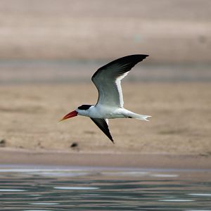 Indian Skimmer (Rynchops albicollis)
