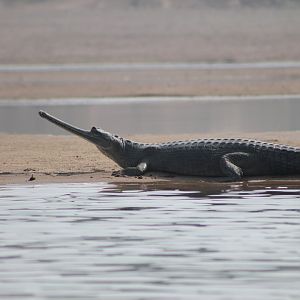 Gharial (Gavialus gangeticus)