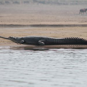 Gharial (Gavialus gangeticus)