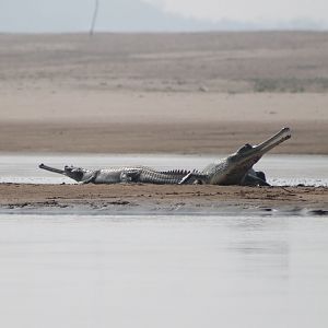 Gharials (Gavialus gangeticus)