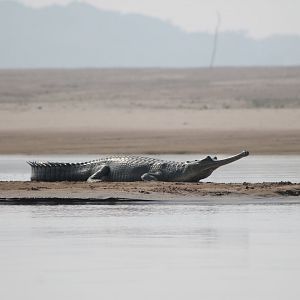 Gharial (Gavialus gangeticus)