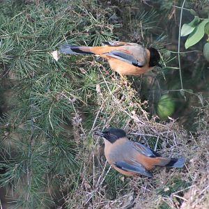 Rufous Sibia (Malacias capistratus)