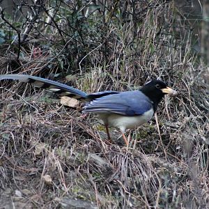 Yellow-billed Magpie (Urocissa flavirostris)