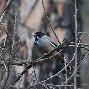 Black-headed Jay (Garrulus lanceolatus)
