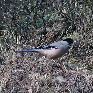 Black-headed Jay (Garrulus lanceolatus)