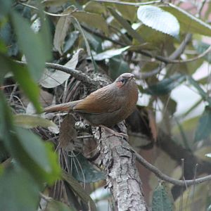 Streaked Laughing Thrush (Garrulax lineatus)