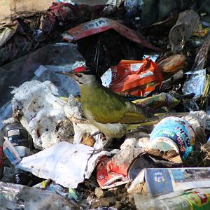 Grey-headed Woodpecker (Picus canus)