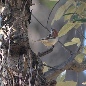 Russet Sparrow (Passer rutilans)