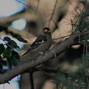 Spectacled Finch (Callacanthus burtoni)