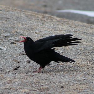Red-billed Chough (Pyrrhocorax pyrrhocorax)