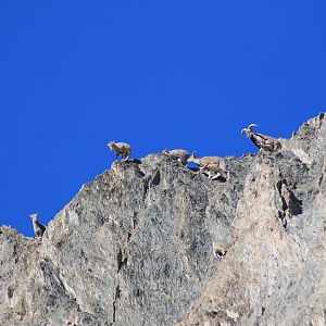 Bharal (Pseudois nayaur)