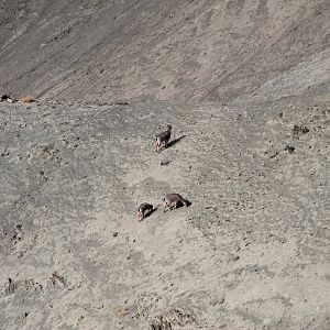 Bharal (Pseudois nayaur)