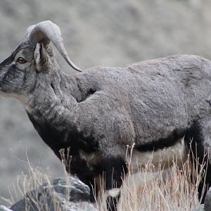 Bharal (Pseudois nayaur)