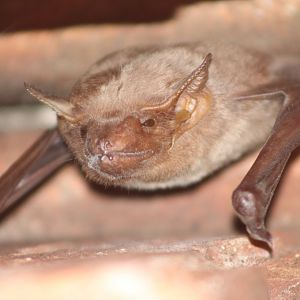 Naked-rumped Tomb Bat (Taphozous nudiventris)