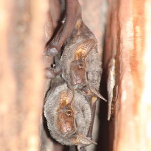 Naked-rumped Tomb Bats (Taphozous nudiventris)