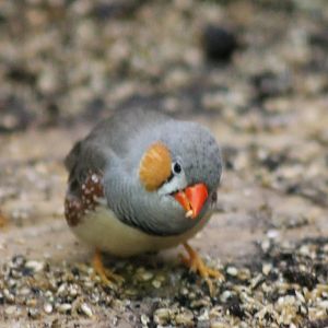 Timor zebrafinch